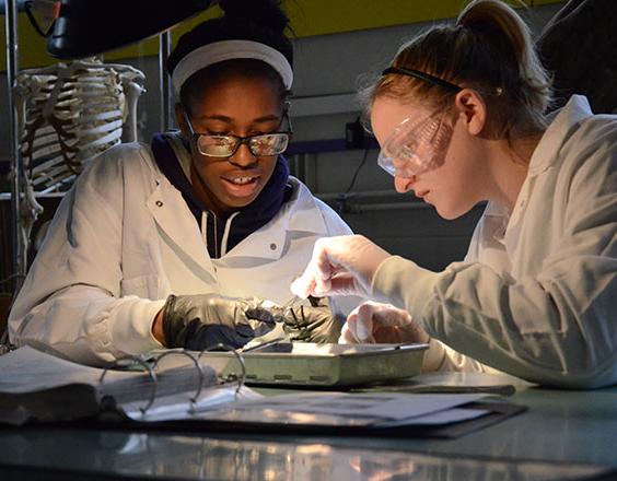 两个女学生在生物解剖实验室